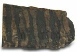 Proterozoic Stromatolite (Collenia) Slab - Minnesota #299965-1